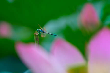 dragonflyの写真素材