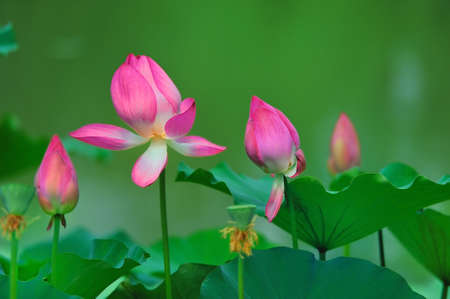 lotus flowerの写真素材