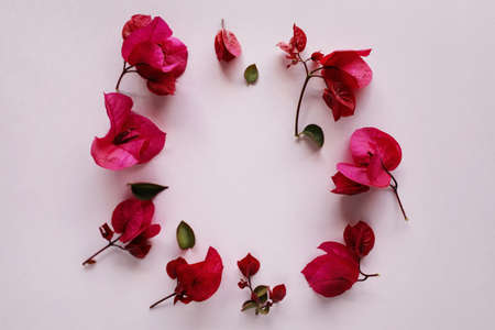 Spring flowers. Fuchsia flowers on pink background. Flat lay, top view.