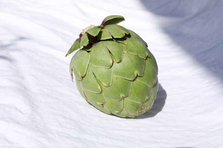 Fresh raw artichoke on white background. Whole green artichoke mockup.