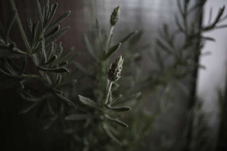 Blooming lavender or lavandula with a bee on a balcony. Urban gardening concept.