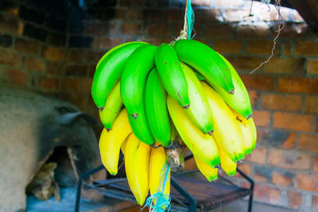 Green bananas haggingの写真素材