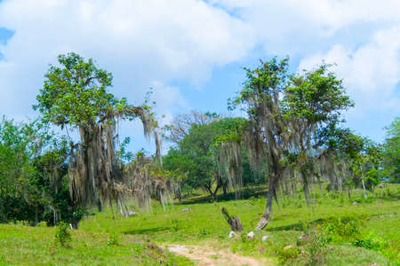 a couple of spanish moss growing in the treesの写真素材