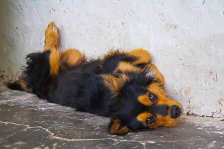 Dog lying in the floor.の写真素材