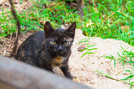 Black and borwn cat, watching the camaraの写真素材