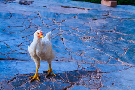 White chicken with characterの写真素材