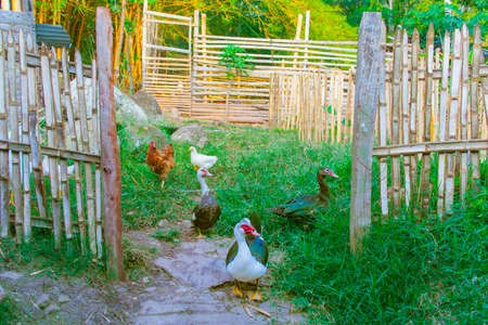 Duck getting out of the corralの写真素材