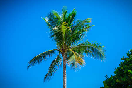 Palm Tree in front of blu skyの写真素材