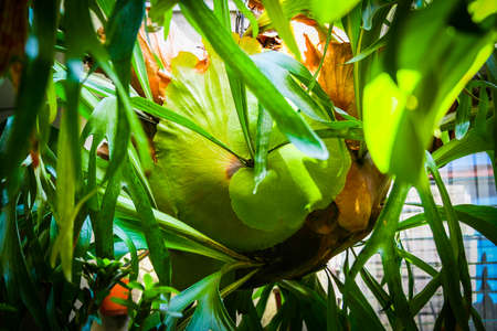 A big hanging fern, very green one.の写真素材