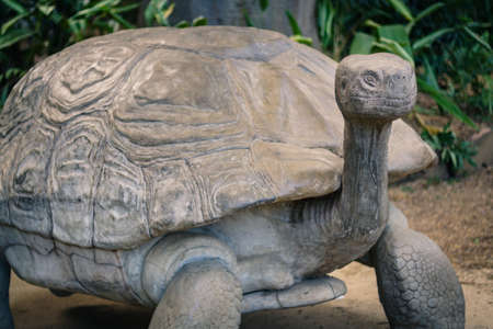 Turtle statueの写真素材