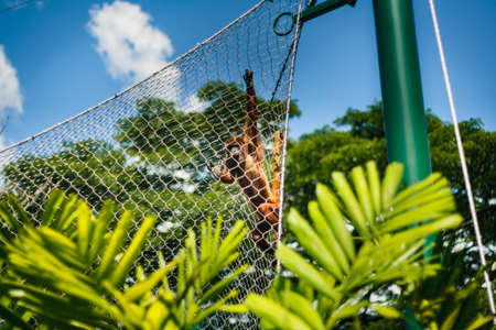 Monkey in a cage