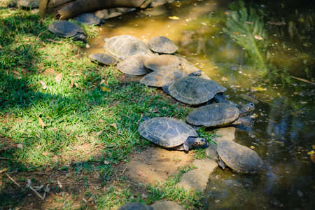 Some turtles tacking a sun bath
