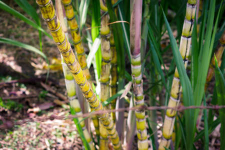 Some cane sticksの写真素材
