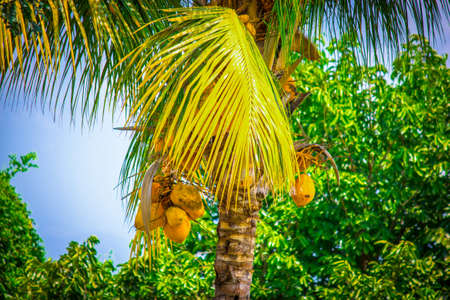 Coconut palm treeの写真素材