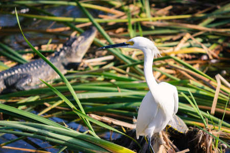 crocodile and heron in the pond