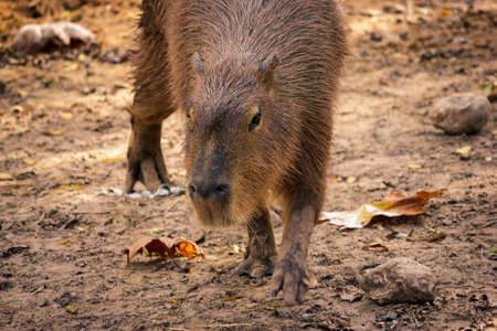 Capybara walking aroundの写真素材