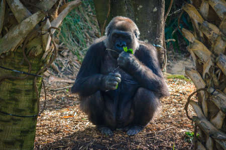 Ape eating some lettuce