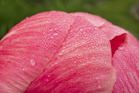 A macro-photograph of morning dewdrops on the petals of a pink Peany flower which is almost ready to open on the first of June.の写真素材