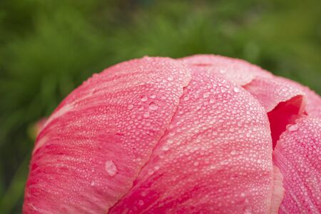 A macro-photograph of morning dewdrops on the petals of a pink Peany flower which is almost ready to open on the first of June.の写真素材