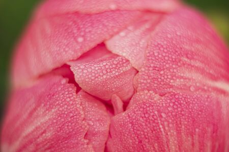 A macro-photograph of morning dewdrops on the petals of a pink Peany flower which is almost ready to open on the first of June.の写真素材
