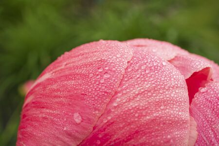 A macro-photograph of morning dewdrops on the petals of a pink Peany flower which is almost ready to open on the first of June.の写真素材