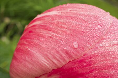 A macro-photograph of morning dewdrops on the petals of a pink Peany flower which is almost ready to open on the first of June.の写真素材
