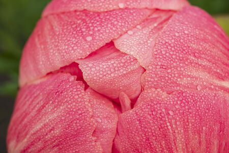 A macro-photograph of morning dewdrops on the petals of a pink Peany flower which is almost ready to open on the first of June.の写真素材