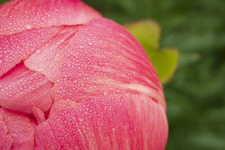 A macro-photograph of morning dewdrops on the petals of a pink Peany flower which is almost ready to open on the first of June.の写真素材
