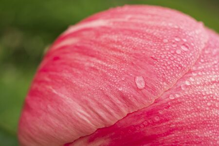 A macro-photograph of morning dewdrops on the petals of a pink Peany flower which is almost ready to open on the first of June.の写真素材