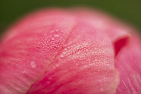A macro-photograph of morning dewdrops on the petals of a pink Peany flower which is almost ready to open on the first of June.の写真素材