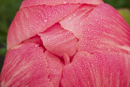 A macro-photograph of morning dewdrops on the petals of a pink Peany flower which is almost ready to open on the first of June.の写真素材