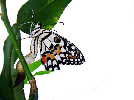  A beautiful thing hide in pupa is butterfly                     