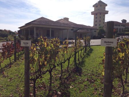 vineyardの素材