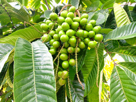 Matoa fruit that is growing and ready to be harvested