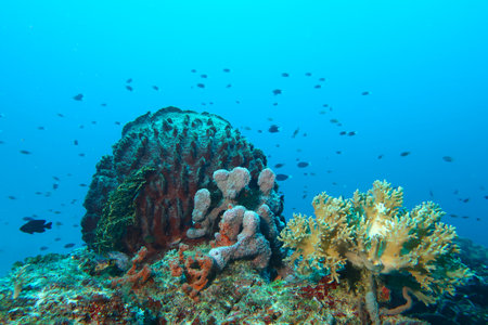 life under the sea with coral reefs that are used as homes for fishの写真素材