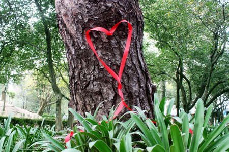Heart ribbon in tree for Valentinesの写真素材