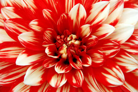 flowerの写真素材