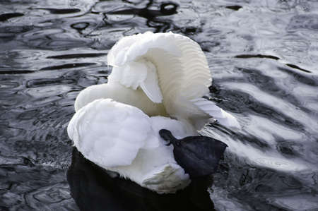 a single swan with the evening glow reflection in the riverの写真素材