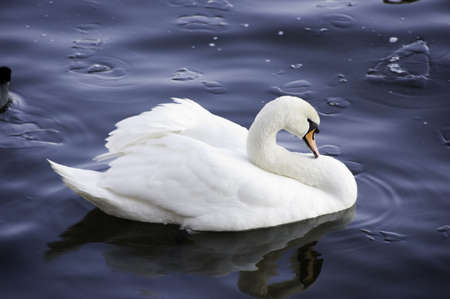 a single swan with the evening glow reflection in the riverの写真素材