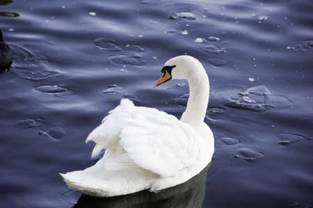 a single swan with the evening glow reflection in the riverの写真素材