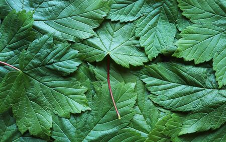 Photography of mapple leaves for background and nature illustrationsの写真素材