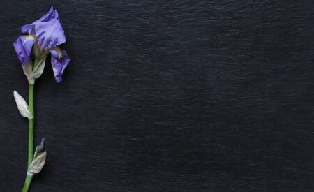 Photography of an iris stem on slate background for menus, announcements, label or signsの写真素材