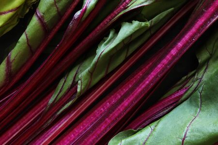 Photography of beetroot stem and leaves for foodbackgroundの写真素材