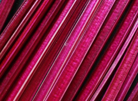 Photography of beetroot stems for food backgroundの写真素材