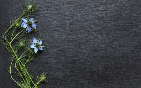 Photography of nigella flowers on slate for message, announcements, cards or signsの写真素材