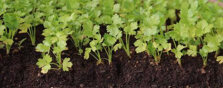 Photography of celery plants for agriculture illustrationsの写真素材