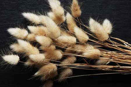Lagurus ovatus, commonly called hare's-tail, hare's-tail grass or bunnytail is a clump-forming...