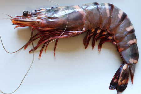 Photography of a giant gambas prawn on a plate for food illustrations / Also called black tiger shrimp, this crustacean can reach a length of 17 cmの写真素材