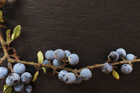 Photography of a branch of blackthorn on slate background for menus, labels or signs / Blackthorn aka sloe or apple of the eye is a thorny Eurasian shrub that bears astringent blue-black fruitsの写真素材