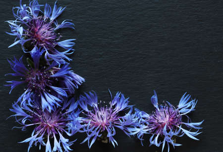 Photography of squarrose knapweed or cornflowers on slate background for messages, menus, labels or...